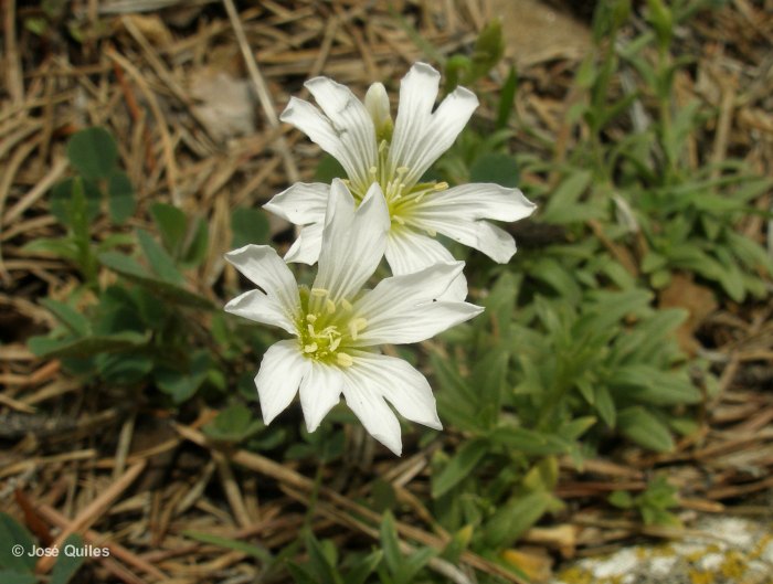 Penyagolosa, CS