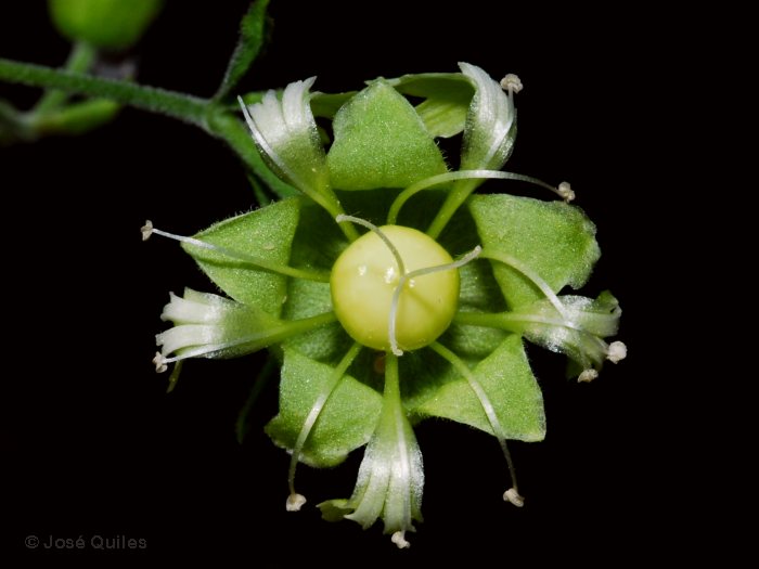 Sierra Espad�n, CS