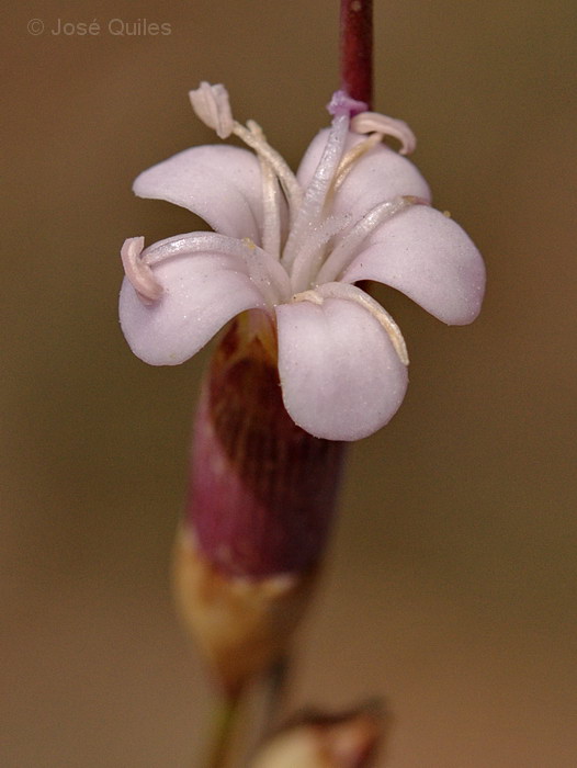 Sierra de El Toro, CS
