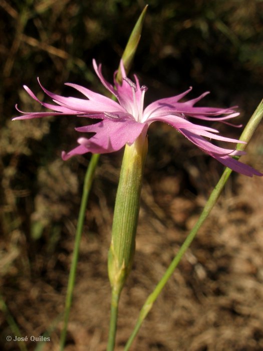 Sierra Espadán, CS