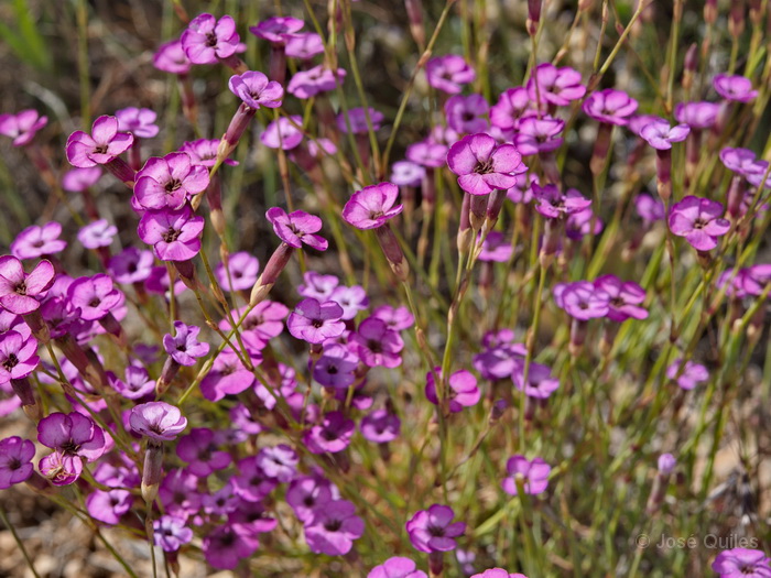 Sierra de Aitana, A