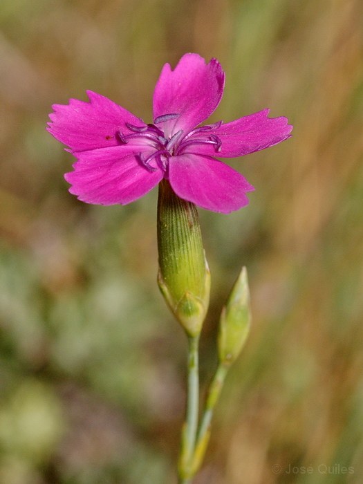 Sierra de El Toro, CS