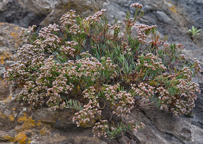 P.N. Garajonay, La Gomera