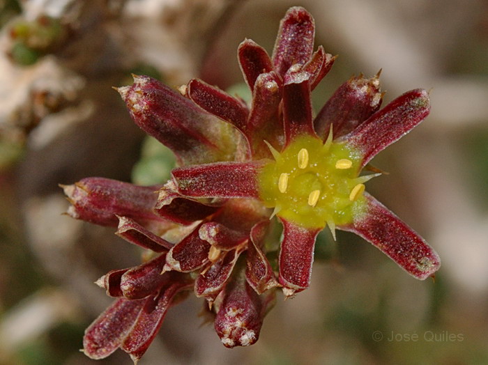 Gymnocarpos decandrus