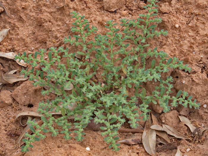Sierra de Buixcarr�, V