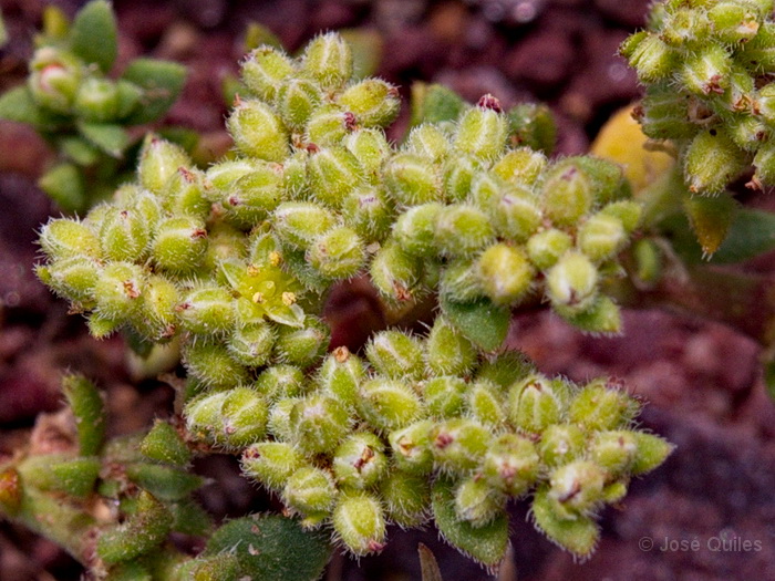 Sierra Espad�n, CS