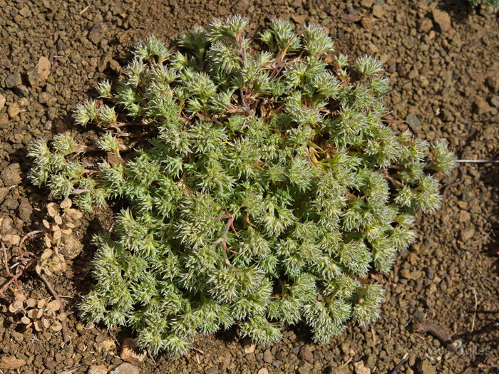 Sierra de Javalambre, TE