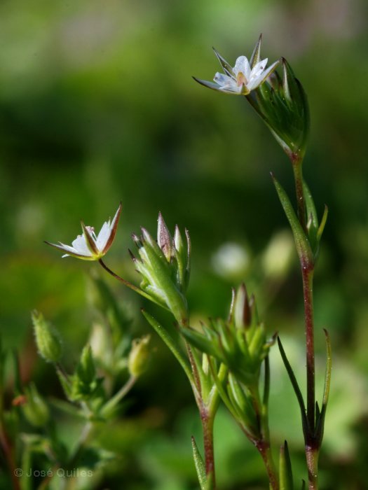 Sierra de Buixcarr�, V