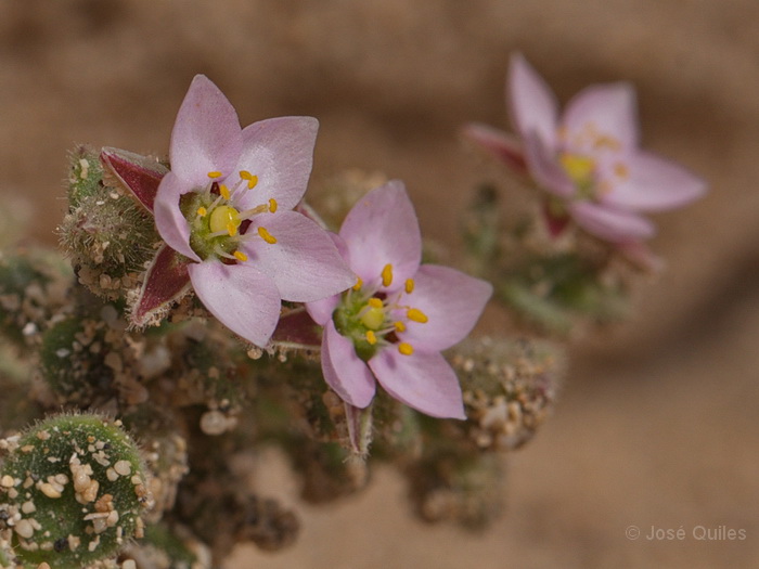 Pen�nsula de Jand�a, Fuerteventura