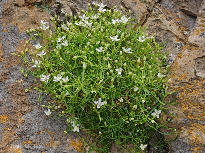 Macizo del Montseny, B