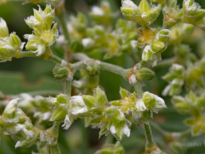 P.N. Garajonay, La Gomera
