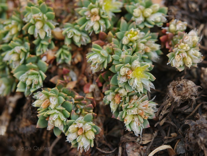 Sierra Nevada, AL