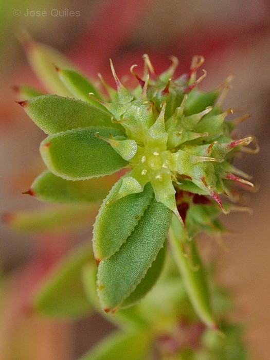 Sierra Espad�n, CS