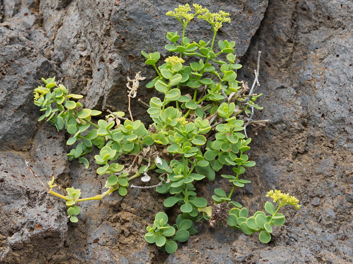 Chejelipes, La Gomera