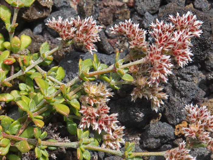 Malpa�s de la Corona, Lanzarote