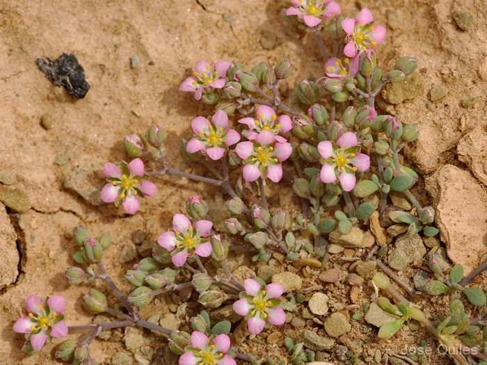 Tafilalt, Marruecos