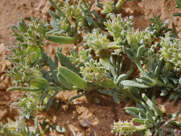 Tafilalt, Marruecos