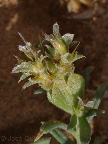 Tafilalt, Marruecos