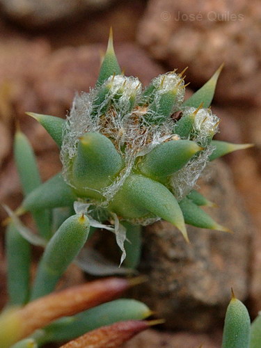 Sclerocephalus arabicus