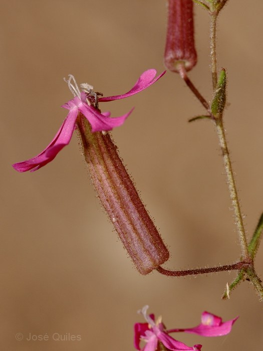 Sierra Blanca, MA
