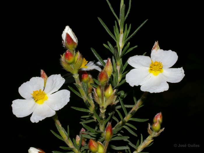 Devesa del Saler