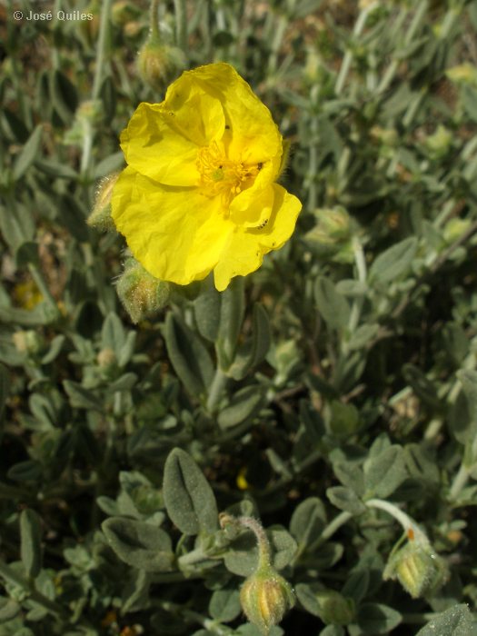 Sierra de Palomeras, V