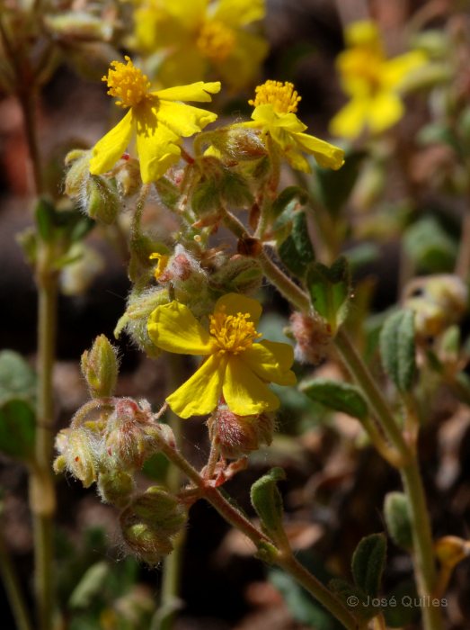 Sierra Mar�a, AL
