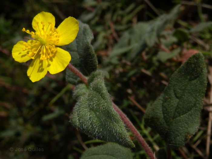 Sierra Espadán, CS