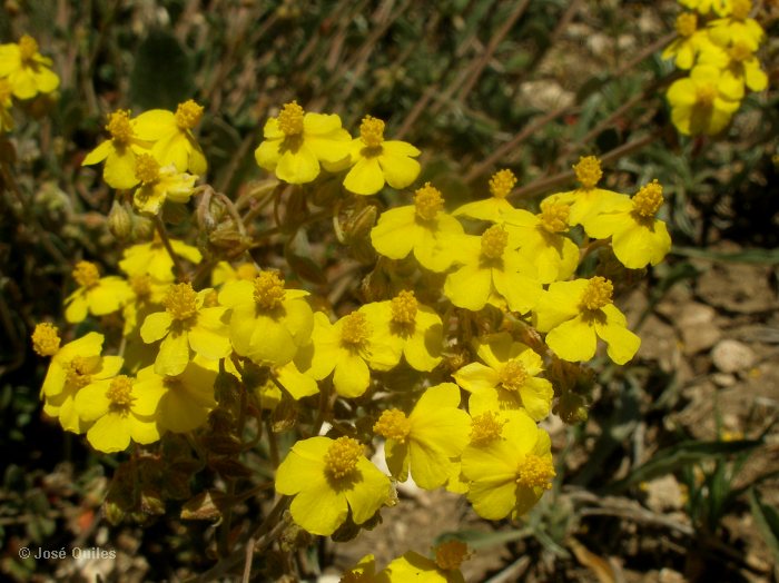 Macizo del Caroig, V