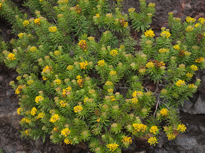 Chejelipes, La Gomera