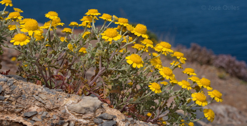 Cabo de la Azoh�a, MU