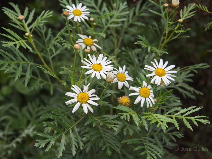 P.N. Garajonay, La Gomera