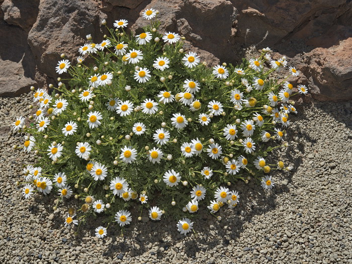Ca�adas del Teide, Tenerife