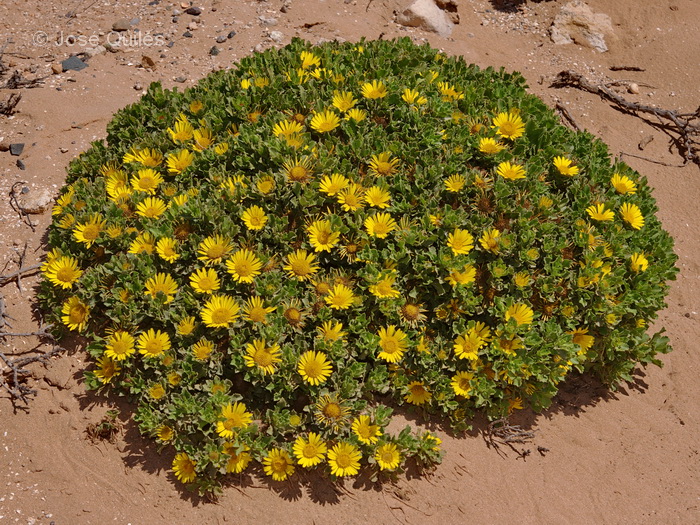P.N. de Souss-Massa, Marruecos