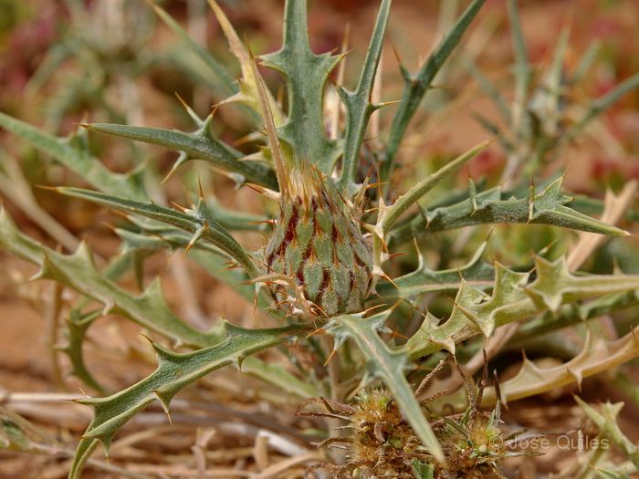 Cercan�as de Tan Tan, Marruecos