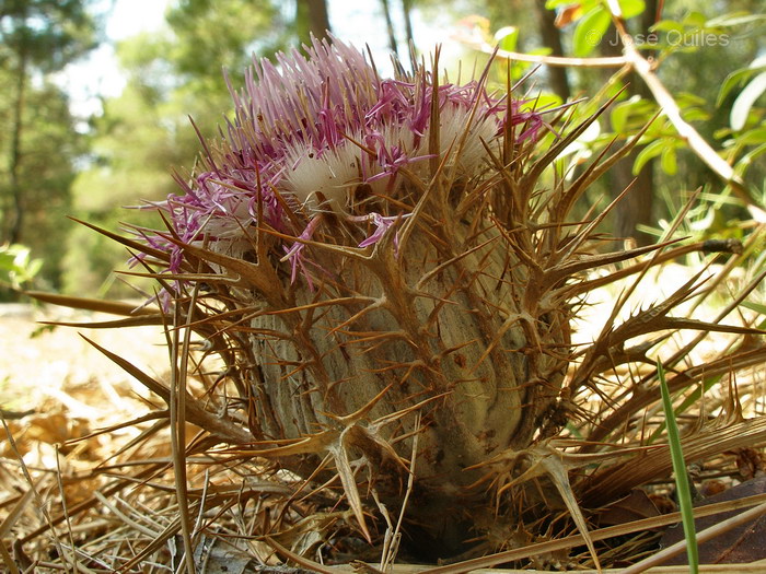 Sierra de Buixcarr�, V