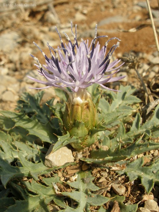 Sierra Espad�n, CS