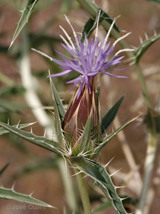 Valle del Draa, Marruecos