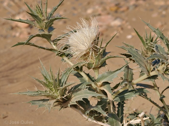 Valle del Ziz, Marruecos