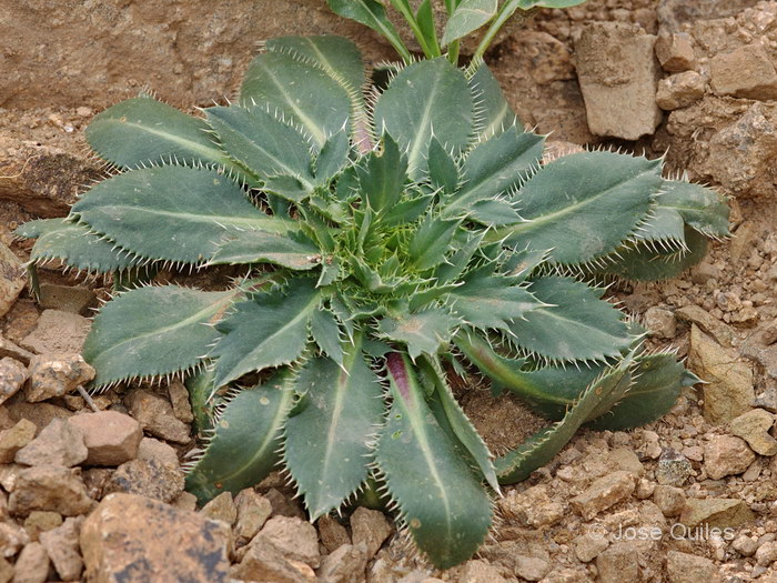 Ouka�meden, Alto Atlas, Marruecos
