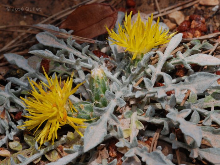 Sierra Mar�a, AL