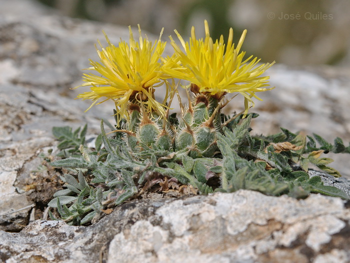 Cerro Jabalc�n, GR