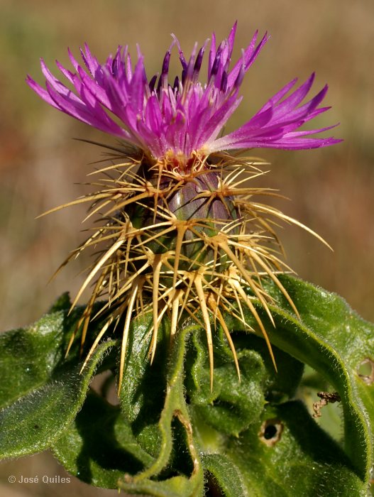 Centaureas