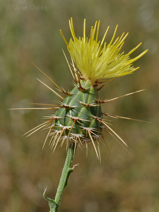 Sierra de las Cabras, MA