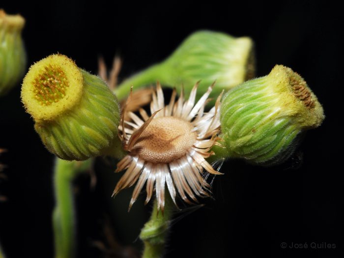 Sierra Espad�n, CS