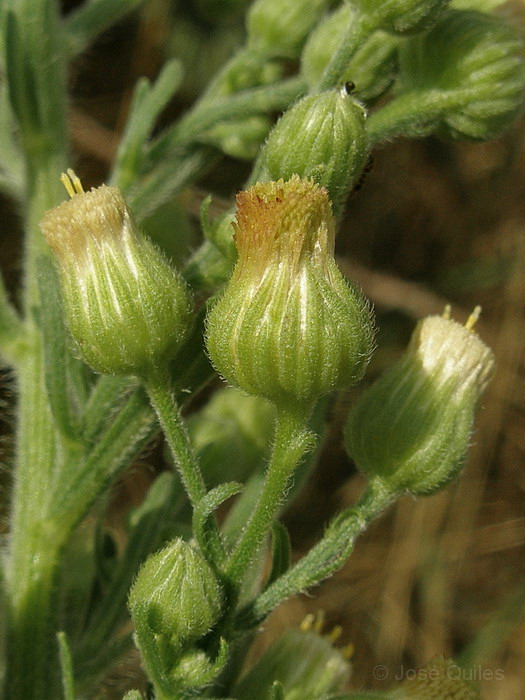 Huerta de Valencia