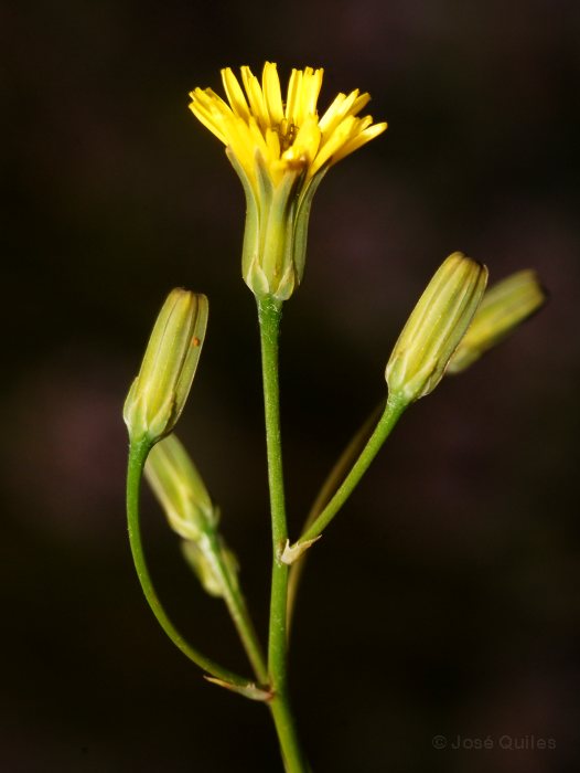 Sierra de G�dor, AL