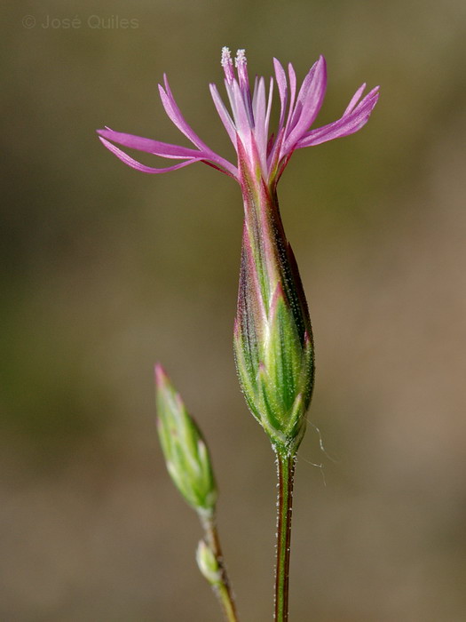 Sierra de El Toro, CS