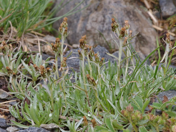 Arcal�s, Andorra