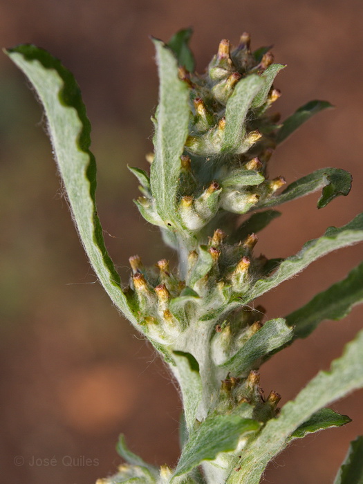 Sierra de Buixcarr�, V